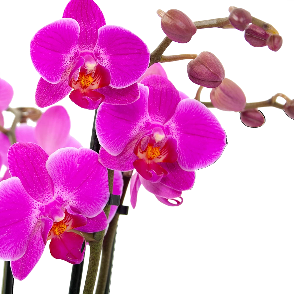 3 Taks Phalaenopsis Evolution - Vlinderorchidee - P12 H60 - Kamerplant 4 3 Taks Phalaenopsis Evolution - Vlinderorchidee - P12 H60 - Kamerplant - Afbeelding 2