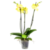 3 Taks Phalaenopsis Limelight - Vlinderorchidee - P12 H60 - Kamerplant -Tuin & Buiten Korting Winkel phalaenopsis vlinderorchidee 3 taks p12 h60 geel 4
