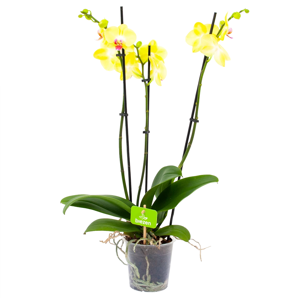 3 Taks Phalaenopsis Limelight - Vlinderorchidee - P12 H60 - Kamerplant 3 3 Taks Phalaenopsis Limelight - Vlinderorchidee - P12 H60 - Kamerplant