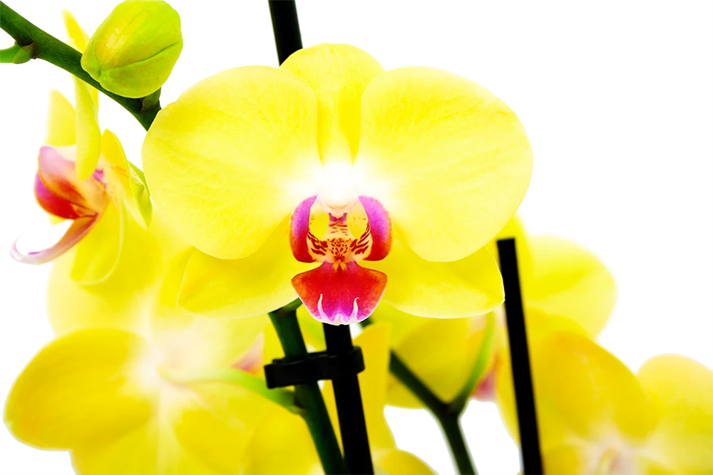 3 Taks Phalaenopsis Limelight - Vlinderorchidee - P12 H60 - Kamerplant 4 3 Taks Phalaenopsis Limelight - Vlinderorchidee - P12 H60 - Kamerplant - Afbeelding 2