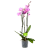 3 Taks Phalaenopsis Bloomington - Vlinderorchidee - P12 H60 - Kamerplant -Tuin & Buiten Korting Winkel phalaenopsis vlinderorchidee 3 taks p12 h60 roze 4