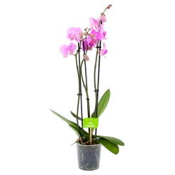 3 Taks Phalaenopsis Bloomington - Vlinderorchidee - P12 H60 - Kamerplant