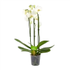 3 Taks Phalaenopsis Lighthouse - Vlinderorchidee - P12 H60 - Kamerplant 1 3 Taks Phalaenopsis Lighthouse - Vlinderorchidee - P12 H60 - Kamerplant -Tuin & Buiten Korting Winkel phalaenopsis vlinderorchidee 3 taks p12cm h60cm wit 4