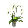 Phalaenopsis - Vlinderorchidee - 3 Taks - Waterfall - P12 H60 Wit - Kamerplant 2 Phalaenopsis - Vlinderorchidee - 3 Taks - Waterfall - P12 H60 Wit - Kamerplant -Tuin & Buiten Korting Winkel phalaenopsis vlinderorchidee 3 taks waterfall p12cm h60cm wit 4