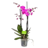 4 Taks Phalaenopsis Evolution - Vlinderorchidee - P12 H60 - Kamerplant -Tuin & Buiten Korting Winkel phalaenopsis vlinderorchidee 4 taks p12 h60 donker roze 4
