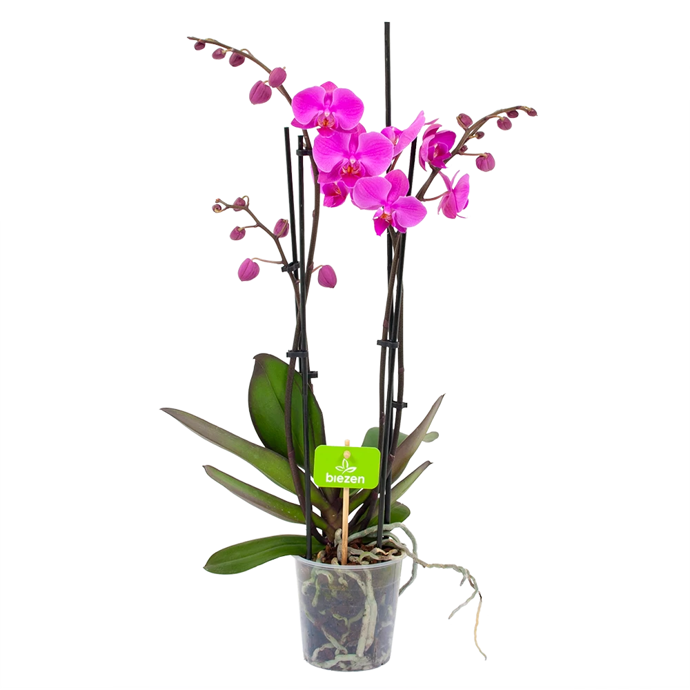 4 Taks Phalaenopsis Evolution - Vlinderorchidee - P12 H60 - Kamerplant 3 4 Taks Phalaenopsis Evolution - Vlinderorchidee - P12 H60 - Kamerplant