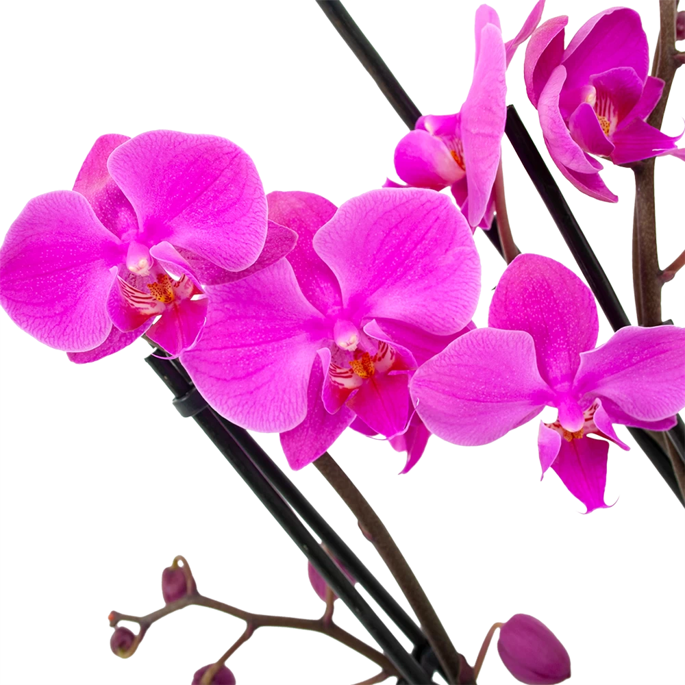 4 Taks Phalaenopsis Evolution - Vlinderorchidee - P12 H60 - Kamerplant 4 4 Taks Phalaenopsis Evolution - Vlinderorchidee - P12 H60 - Kamerplant - Afbeelding 2