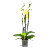 4 Taks Phalaenopsis Volterra - Vlinderorchidee - P12 H60 - Kamerplant -Tuin & Buiten Korting Winkel phalaenopsis vlinderorchidee 4 taks p12 h60 geel 4