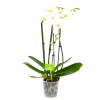 4 Taks Phalaenopsis Lighthouse - Vlinderorchidee - P12 H60 - Kamerplant -Tuin & Buiten Korting Winkel phalaenopsis vlinderorchidee 4 taks p12cm h60cm wit 4