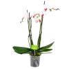4 Taks Phalaenopsis Denver - Vlinderorchidee - P12 H60 - Kamerplant -Tuin & Buiten Korting Winkel phalaenopsis vlinderorchidee 4 taks p12cm h60cm wit roze 4