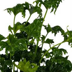 Philodendron Atlantis - P21 H75 - Kamerplant -Tuin & Buiten Korting Winkel philodendron atlantis p21 h75 kamerplant 4