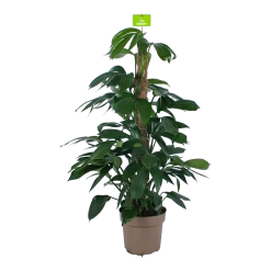 Philodendron Florida Beauty Op Mosstok - P24 H80 - Kamerplant
