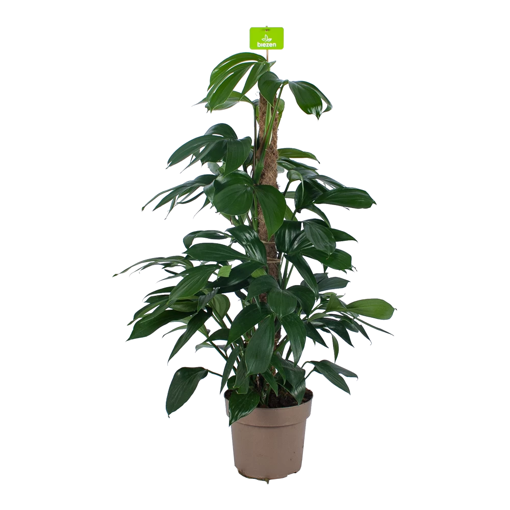 Philodendron Florida Beauty Op Mosstok - P24 H80 - Kamerplant 3 Philodendron Florida Beauty Op Mosstok - P24 H80 - Kamerplant