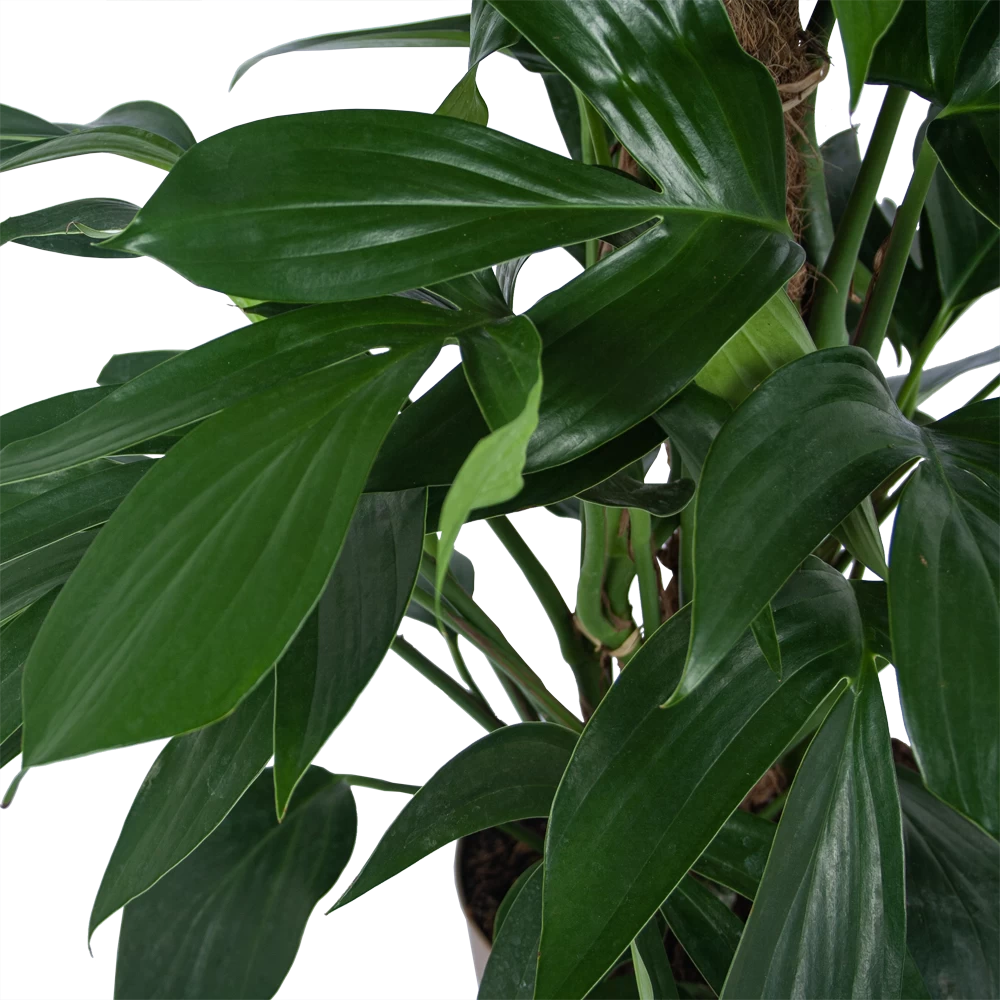 Philodendron Florida Beauty Op Mosstok - P24 H80 - Kamerplant 4 Philodendron Florida Beauty Op Mosstok - P24 H80 - Kamerplant - Afbeelding 2