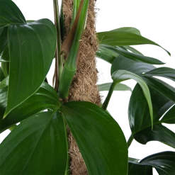 Philodendron Florida Beauty Op Mosstok - P24 H80 - Kamerplant 8 Philodendron Florida Beauty Op Mosstok - P24 H80 - Kamerplant -Tuin & Buiten Korting Winkel philodendron florida beauty op mosstok p24 h80 6 1