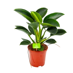 Philodendron Green Princess - P17 H50 - Kamerplant