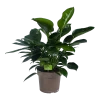 Philodendron Green Princess - P21 H70 - Kamerplant