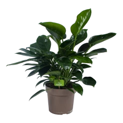 Philodendron Green Princess - P21 H70 - Kamerplant