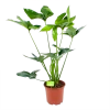 Philodendron Green Wonder - P19 H75 - Kamerplant -Tuin & Buiten Korting Winkel philodendron green wonder p19 h75 1 2
