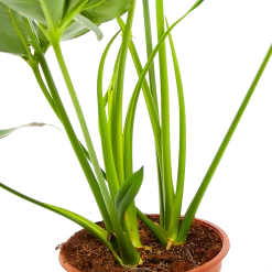 Philodendron Green Wonder - P19 H75 - Kamerplant -Tuin & Buiten Korting Winkel philodendron green wonder p19 h75 3 2