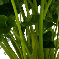 Philodendron Grizzly - P21 H55 - Kamerplant -Tuin & Buiten Korting Winkel philodendron grizzly p21 h55 5