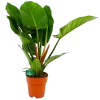 Philodendron Imperial Green - P19 H80 - Kamerplant 1 Philodendron Imperial Green - P19 H80 - Kamerplant -Tuin & Buiten Korting Winkel philodendron imperial green p19 h80 4