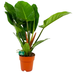 Philodendron Imperial Green - P19 H80 - Kamerplant