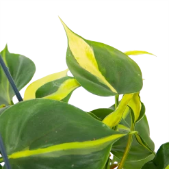 Philodendron Scandens Brasil - In Hangpot - P14 H35 - Kamerplant -Tuin & Buiten Korting Winkel philodendron scandens brasil in hangpot p14 h35 6 1