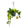 Philodendron Scandens Brasil - In Hangpot - P17 H35 - Kamerplant -Tuin & Buiten Korting Winkel philodendron scandens brasil in hangpot p17 h35 1