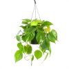 Philodendron Scandens - In Hangpot - P17 H35 - Kamerplant 2 Philodendron Scandens - In Hangpot - P17 H35 - Kamerplant -Tuin & Buiten Korting Winkel philodendron scandens in hangpot p17 h35 1