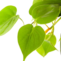 Philodendron Scandens - In Hangpot - P17 H35 - Kamerplant -Tuin & Buiten Korting Winkel philodendron scandens in hangpot p17 h35 6