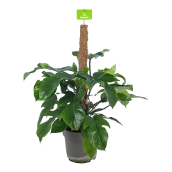 Philodendron Squamiferum Piramide Op Mosstok - P24 H70 - Kamerplant