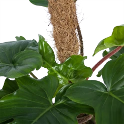 Philodendron Squamiferum Piramide Op Mosstok - P24 H70 - Kamerplant -Tuin & Buiten Korting Winkel philodendron squamiferum piramide op mosstok p24 h70 6