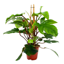 Philodendron Squamiferum Piramide - P19 H75 - Kamerplant