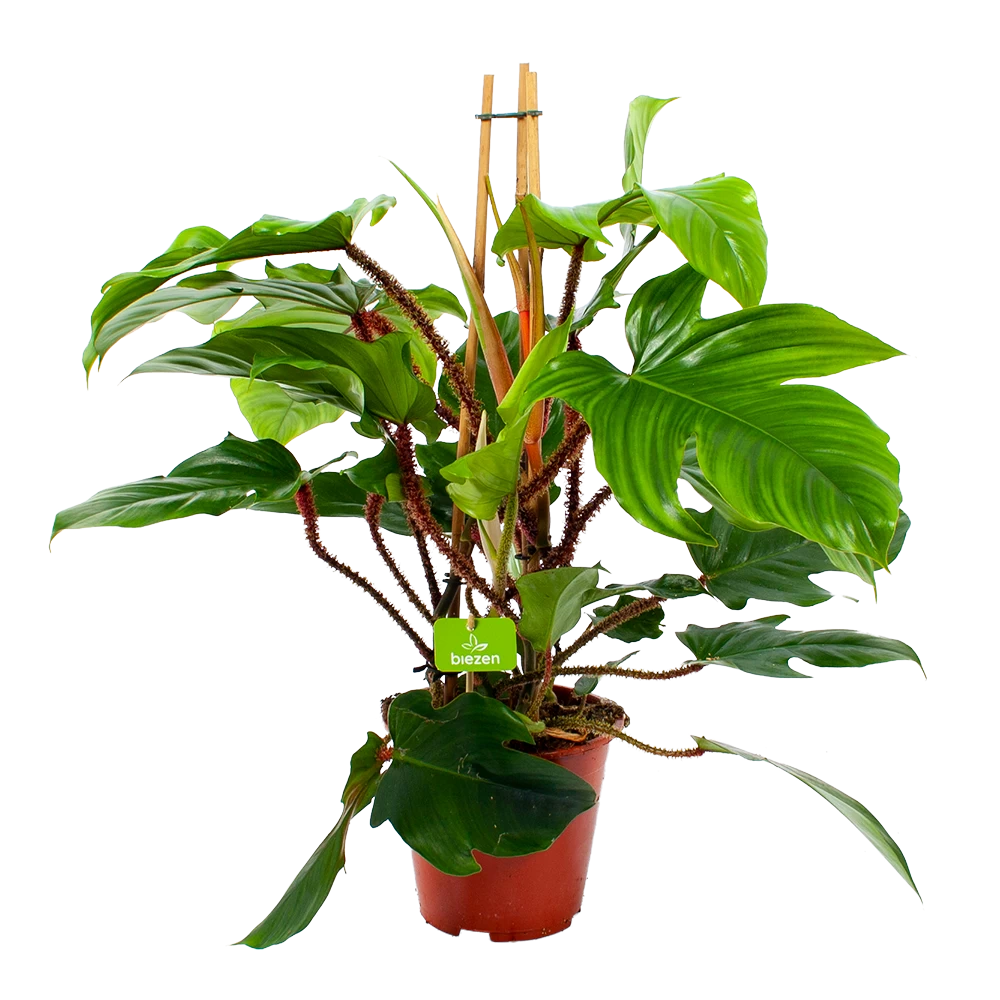 Philodendron Squamiferum Piramide - P19 H75 - Kamerplant 3 Philodendron Squamiferum Piramide - P19 H75 - Kamerplant