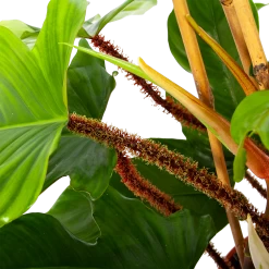 Philodendron Squamiferum Piramide - P19 H75 - Kamerplant 8 Philodendron Squamiferum Piramide - P19 H75 - Kamerplant -Tuin & Buiten Korting Winkel philodendron squamiferum piramide p19 h75 6 1