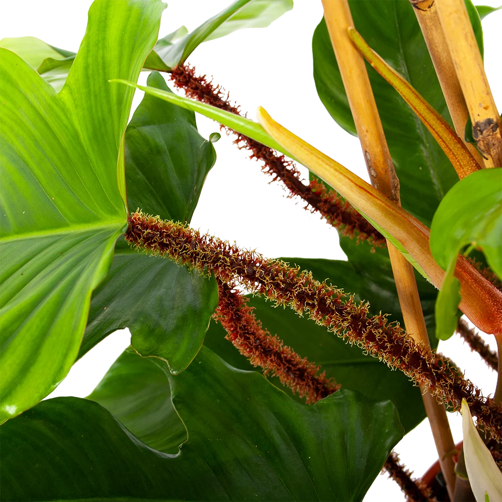 Philodendron Squamiferum Piramide - P19 H75 - Kamerplant 5 Philodendron Squamiferum Piramide - P19 H75 - Kamerplant - Afbeelding 3