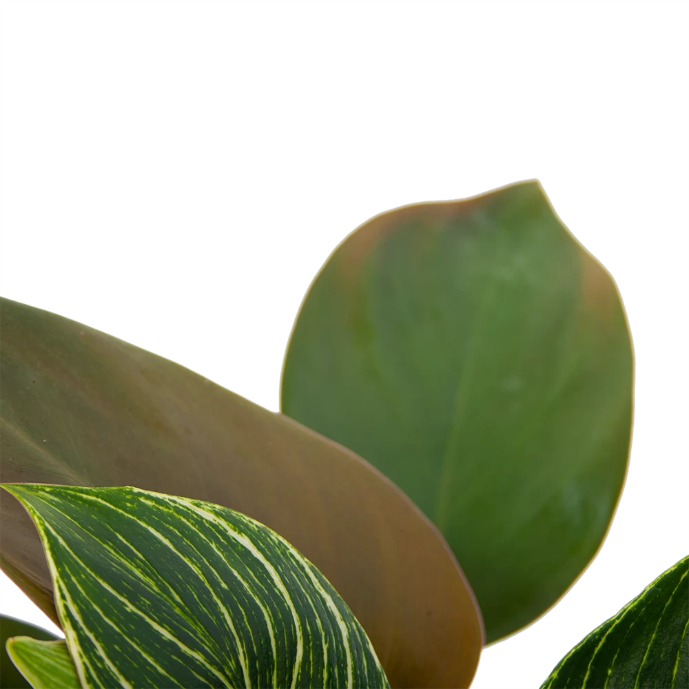 Philodendron White Wave - P13 H30 - Kamerplant 5 Philodendron White Wave - P13 H30 - Kamerplant - Afbeelding 3