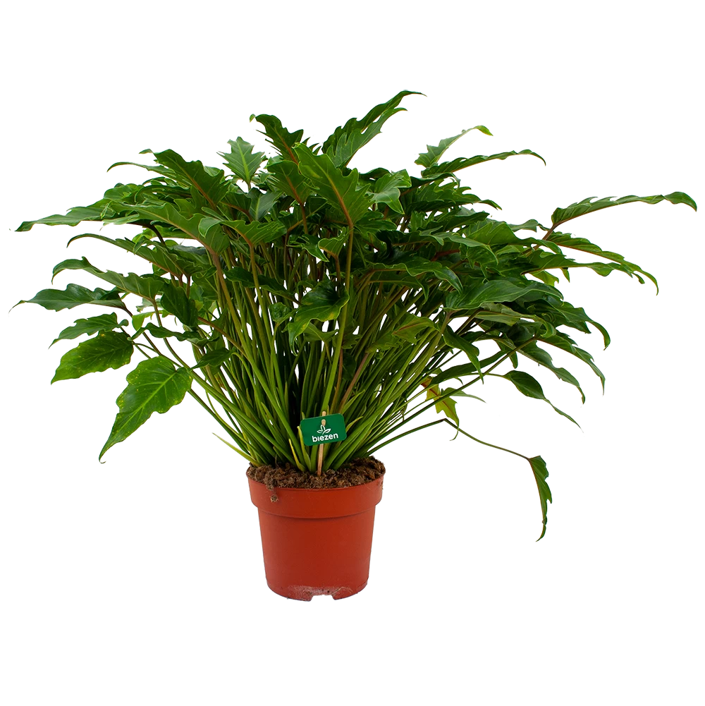 Philodendron Xanadu - P21 H60 - Kamerplant 3 Philodendron Xanadu - P21 H60 - Kamerplant