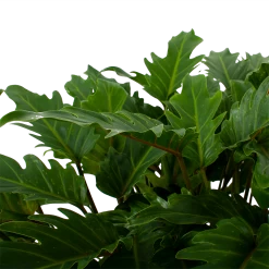 Philodendron Xanadu - P21 H60 - Kamerplant 6 Philodendron Xanadu - P21 H60 - Kamerplant -Tuin & Buiten Korting Winkel philodendron xanadu p21 h60 5