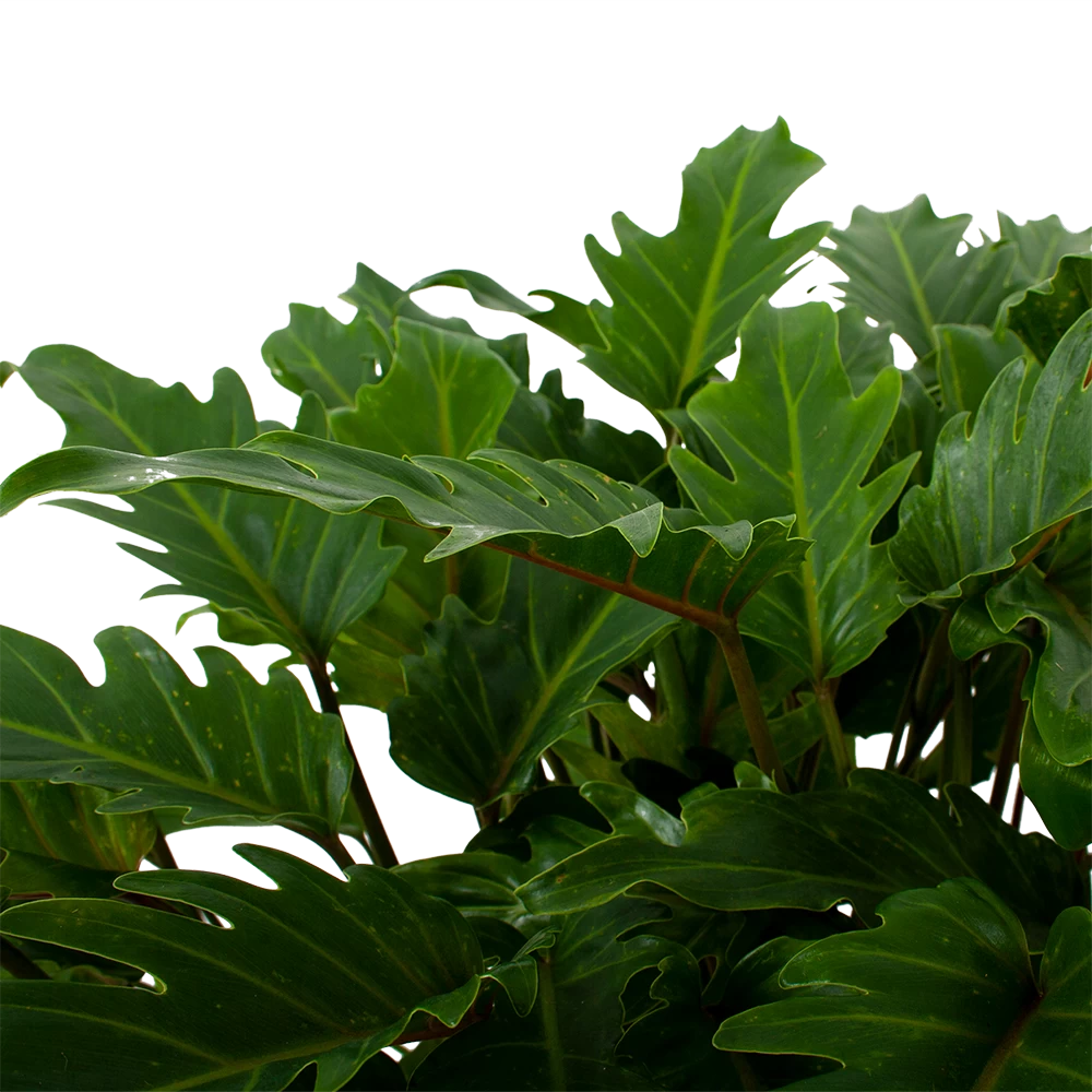 Philodendron Xanadu - P21 H60 - Kamerplant 4 Philodendron Xanadu - P21 H60 - Kamerplant - Afbeelding 2