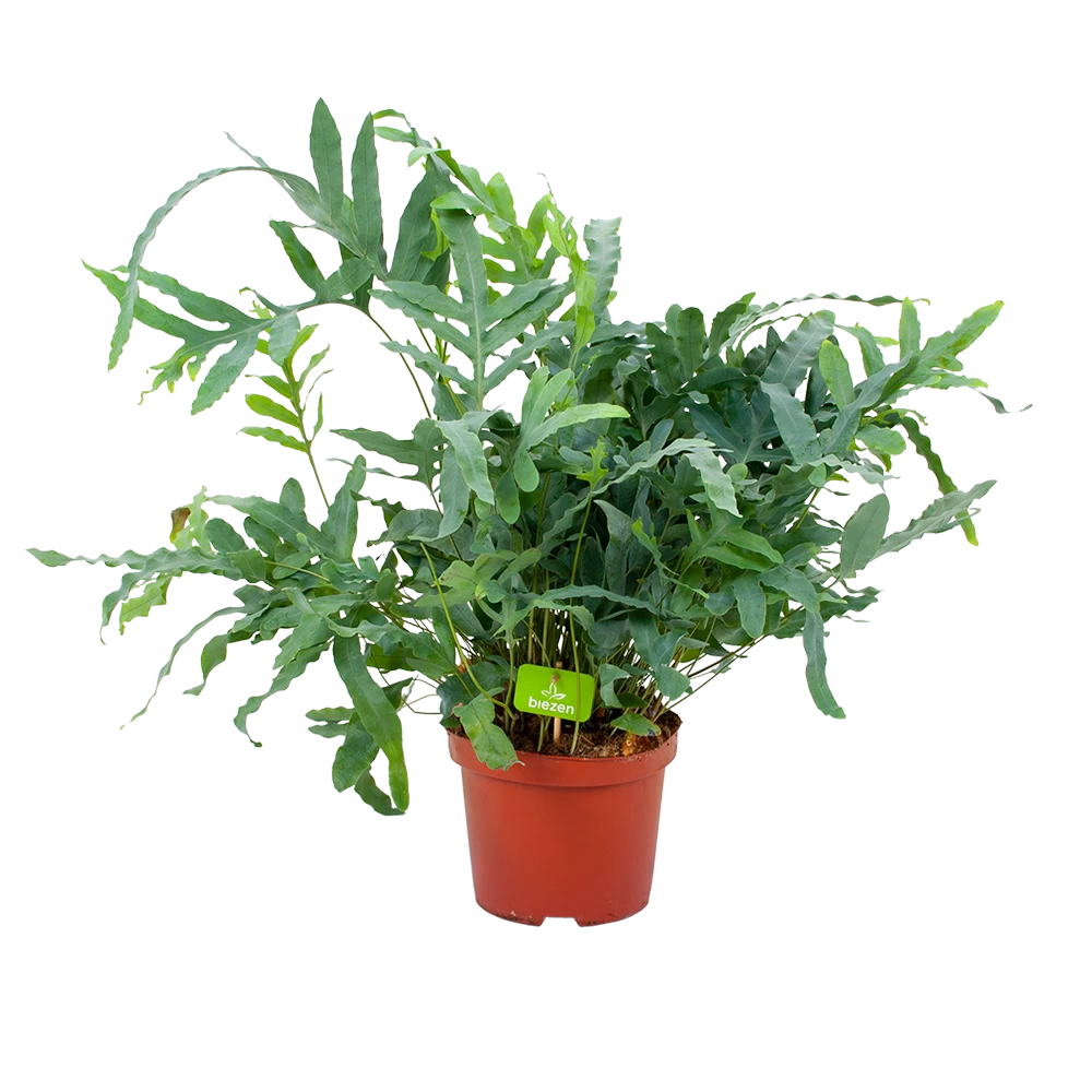 Phlebodium Areum Blue Star - Blauwvaren - P19 H60 - Kamerplant 3 Phlebodium Areum Blue Star - Blauwvaren - P19 H60 - Kamerplant