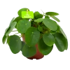 Pilea Peperomioides - Pannenkoekenplant - P15 H25 - Kamerplant -Tuin & Buiten Korting Winkel pilea peperomioides pannenkoekenplant p15 h25 4