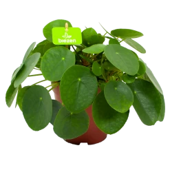 Pilea Peperomioides - Pannenkoekenplant - P15 H25 - Kamerplant