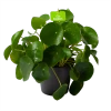 Pilea Peperomioides - Pannenkoekenplant - P17 H35 - Kamerplant -Tuin & Buiten Korting Winkel pilea peperomioides pannenkoekenplant p17 h35 1