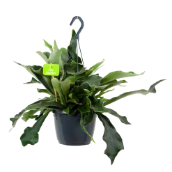 Platycerium Bifurcatum - Hertshoornvaren - In Hangpot - P17 H35 - Kamerplant