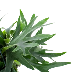 Platycerium Bifurcatum - Hertshoornvaren - In Hangpot - P21 H60 - Kamerplant -Tuin & Buiten Korting Winkel platycerium bifurcatum hertshoornvaren in hangpot p21 h60 6