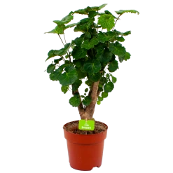 Polyscias Fabian - Aralia - P19 H65 - Kamerplant