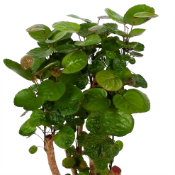 Polyscias Fabian - Aralia - P24 H100 - Kamerplant -Tuin & Buiten Korting Winkel polyscias fabian aralia p24 h100 5 1