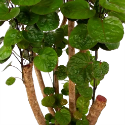 Polyscias Fabian - Aralia - P24 H100 - Kamerplant -Tuin & Buiten Korting Winkel polyscias fabian aralia p24 h100 6 1